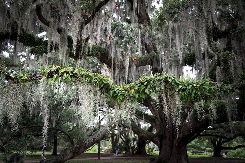 All About Spanish Moss – The Artizan Way