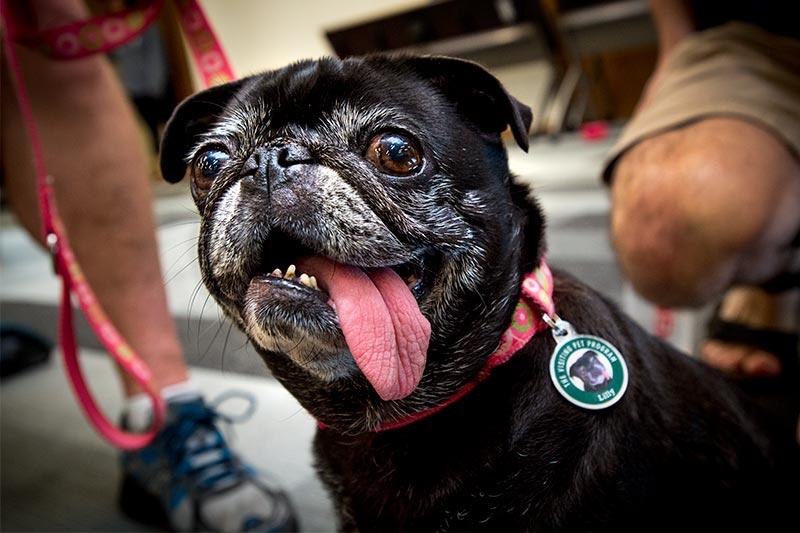 Tulane top dog collar