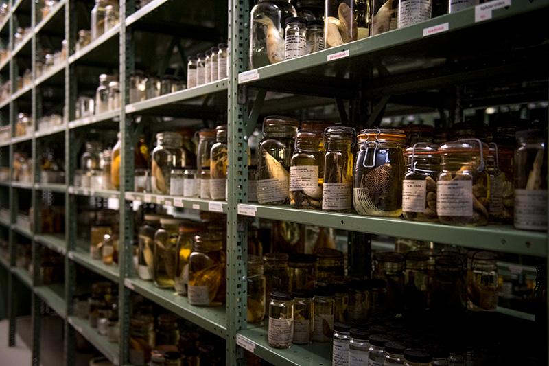 The Royal D. Suttkus fish collection boasts millions of specimens. 