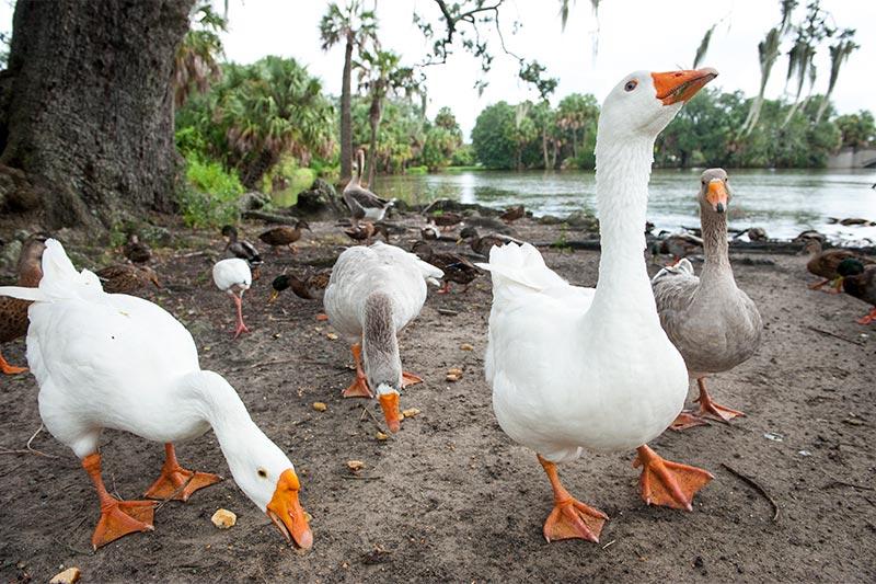 A group of ducks vie for a snack of bread crusts on Friday morning near Bayou Metairie in City Park.