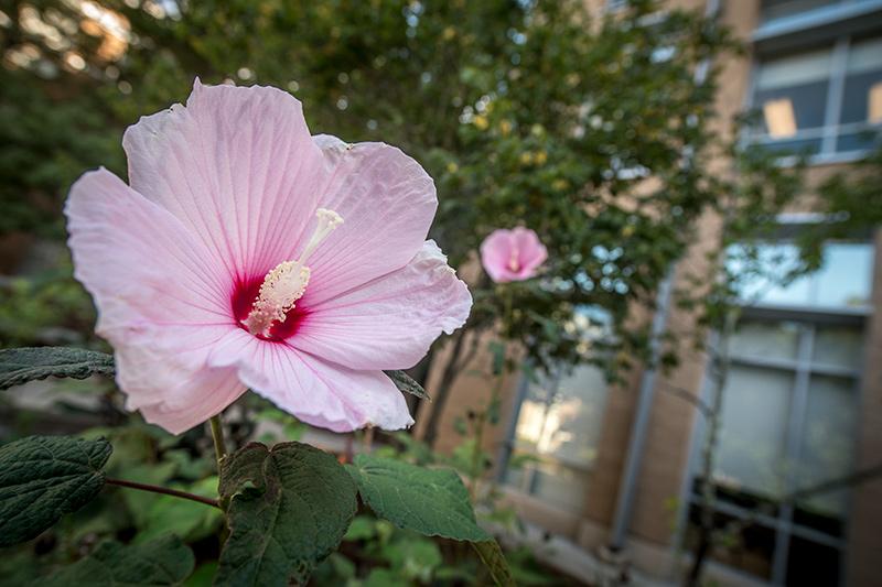 Hibiscus blooms strike a pose in the Louisiana Nature Garden on the uptown campus.