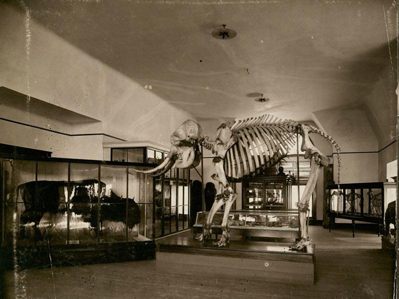 Tulane’s tradition of supporting natural history collections dates back more than a century.