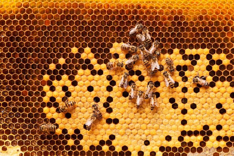 Bees on a honeycomb