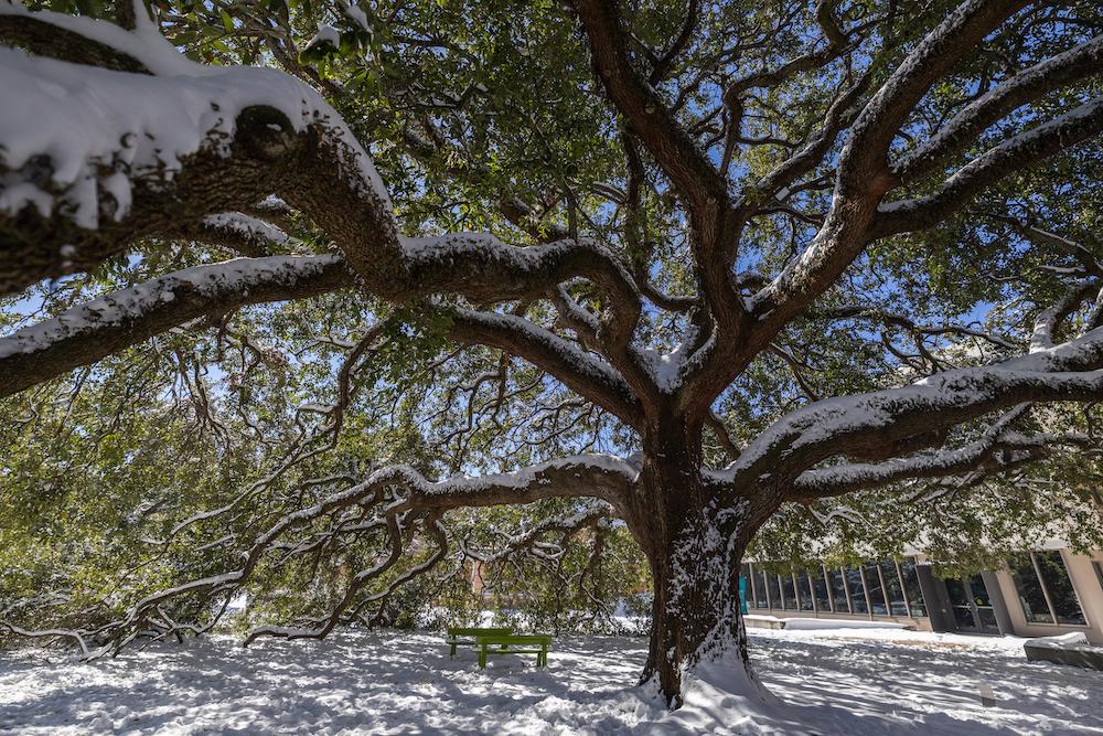 Oak tree in snow and sun