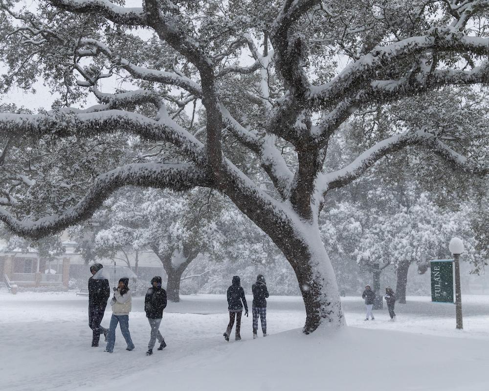 Students and oak tree in snow