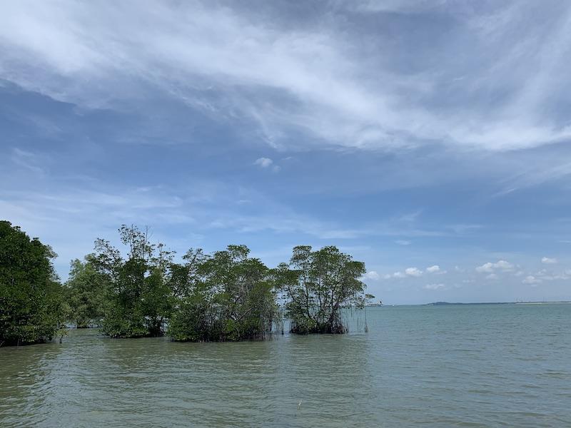 Mangroves Mangroves