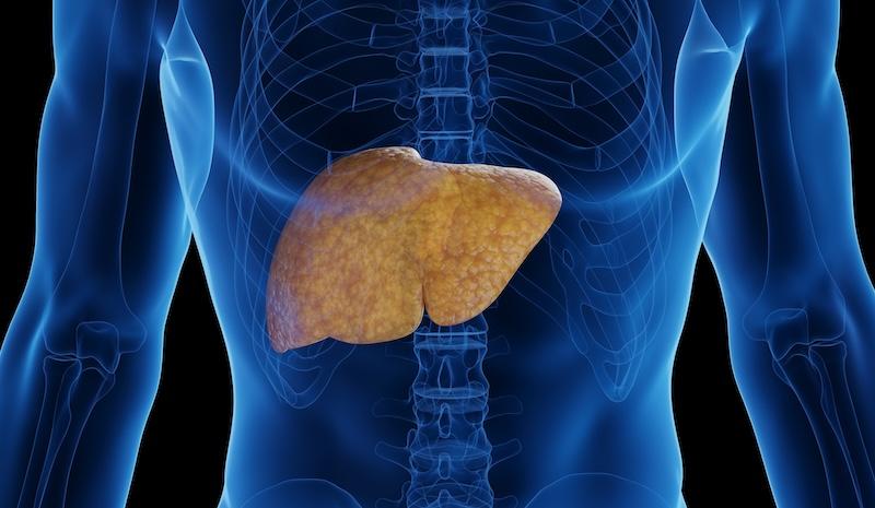 liver