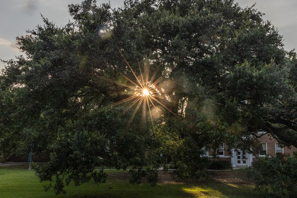 The sun shines through a tree on Tulane's campus