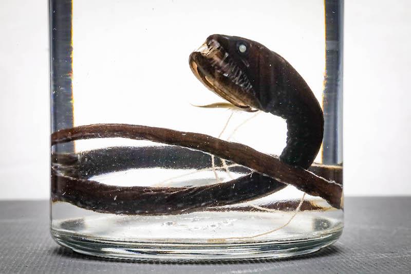 Deep sea fish specimens