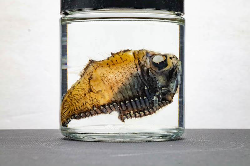 Deep sea fish specimens