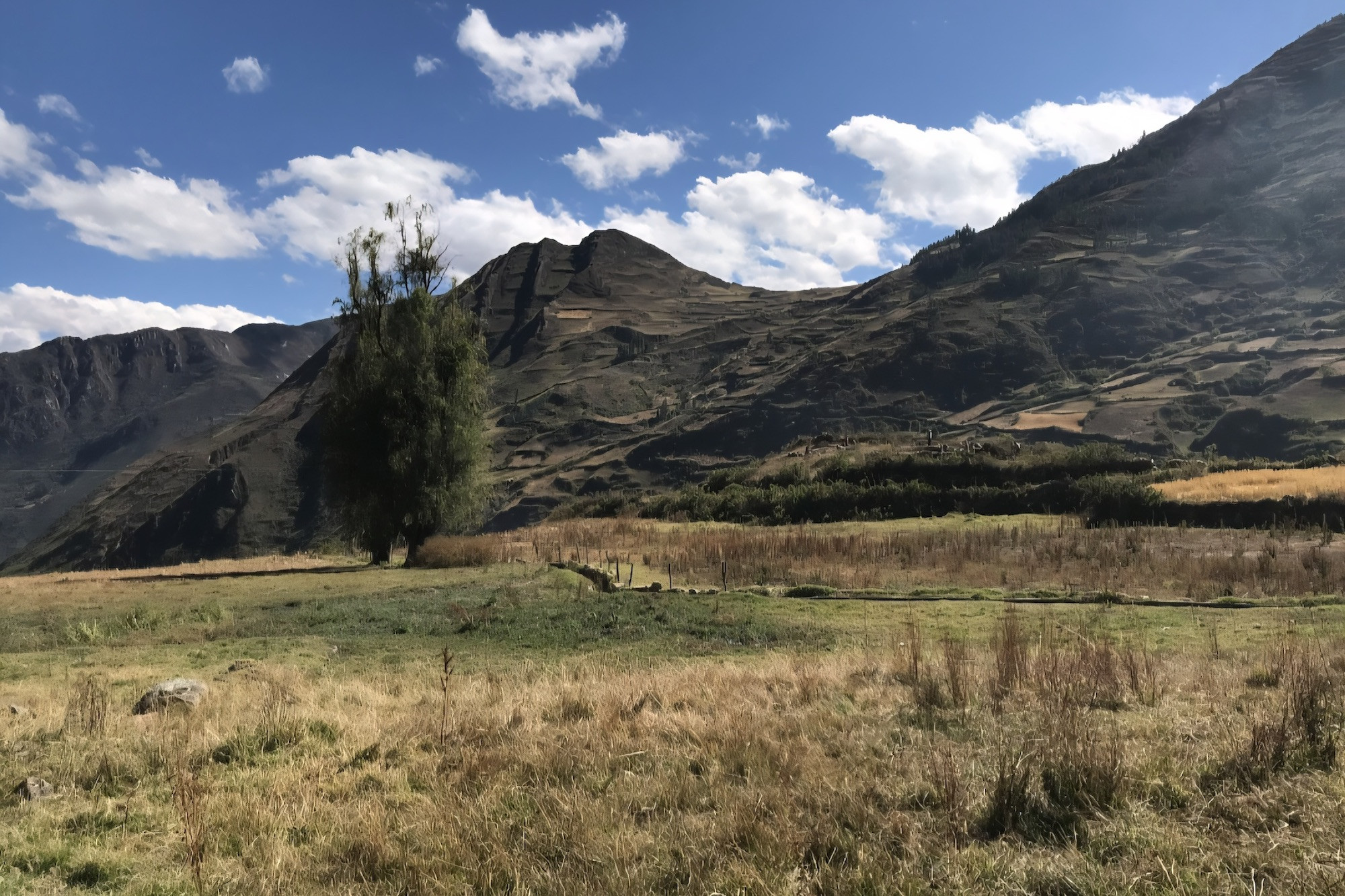 Dry grassy field with a tall tree in front of large mountains under a blue sky.