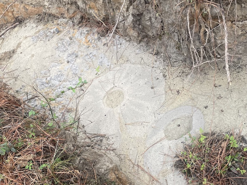 Earthquake ground patterns