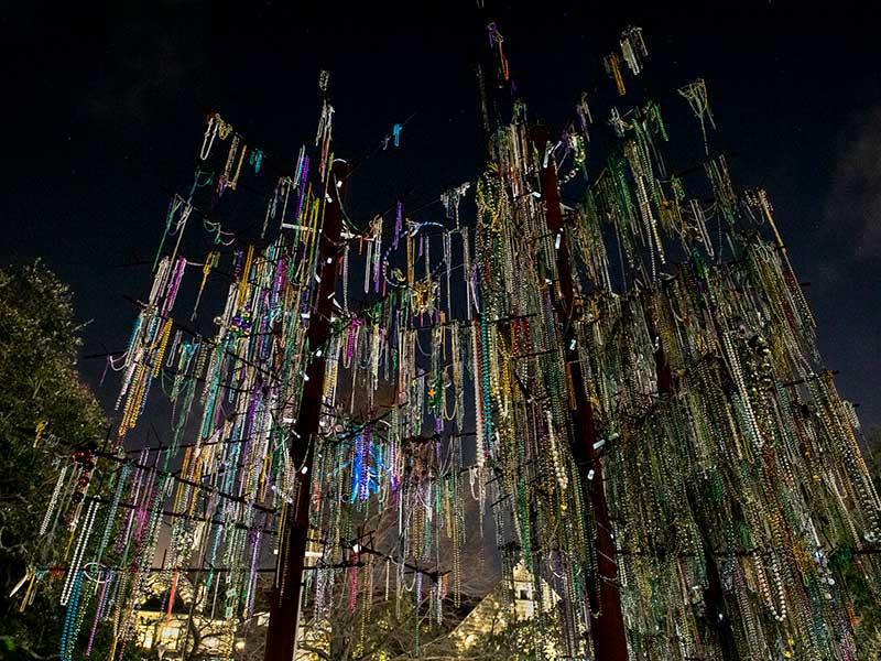 ABC13 Houston - The bead tree in full bloom from Tulane University Alumni  Association Laissez les bons temps rouler! Happy Mardi Gras friends! Check  out more cool Mardi Gras pictures here