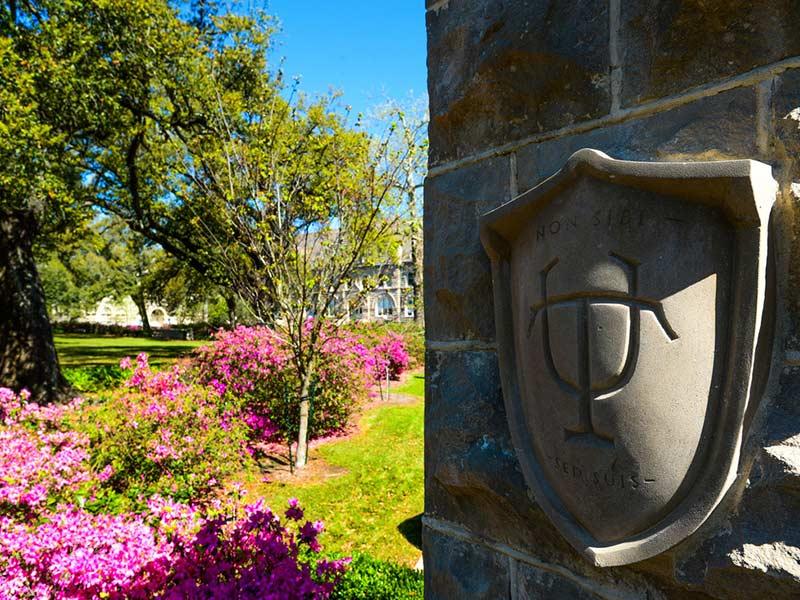 Azaleas on Tulane Campus