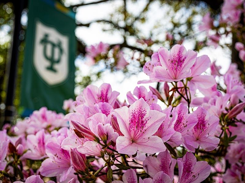 Azaleas on Tulane campus