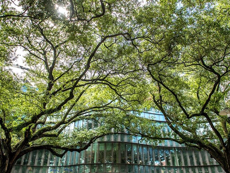 ABC13 Houston - The bead tree in full bloom from Tulane University