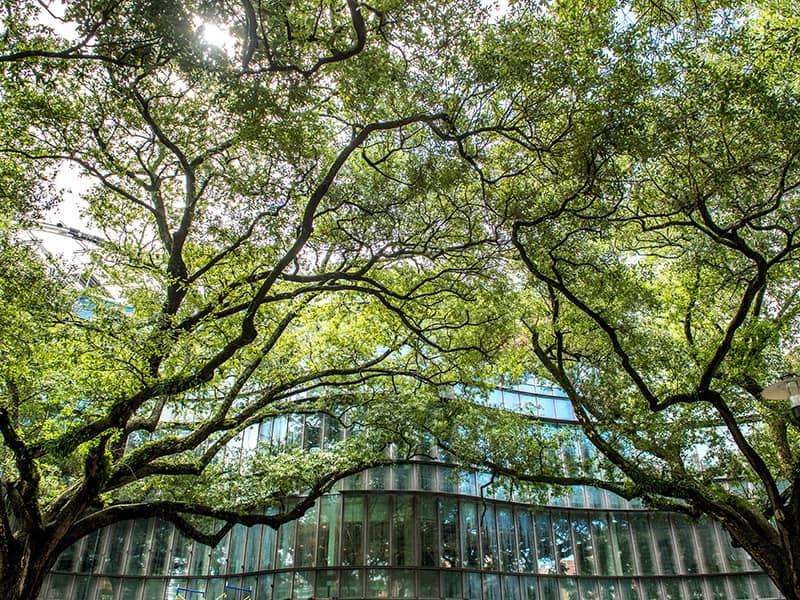 Freeman trees Freeman trees
