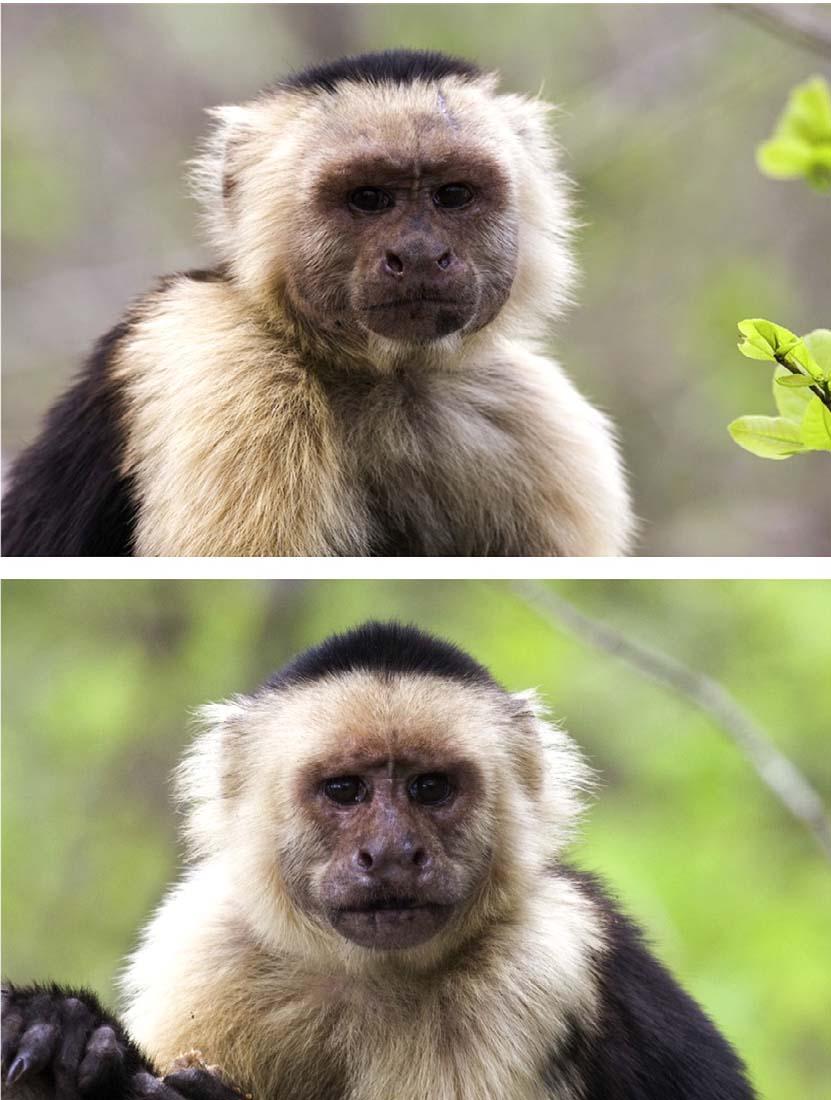 Subordinate vs. alpha male capuchin monkeys