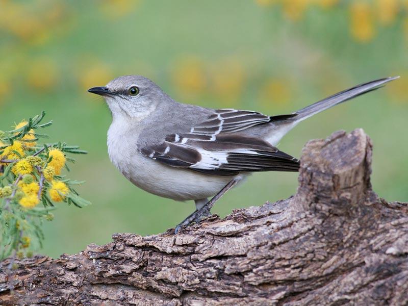 Mockingbird Mockingbird