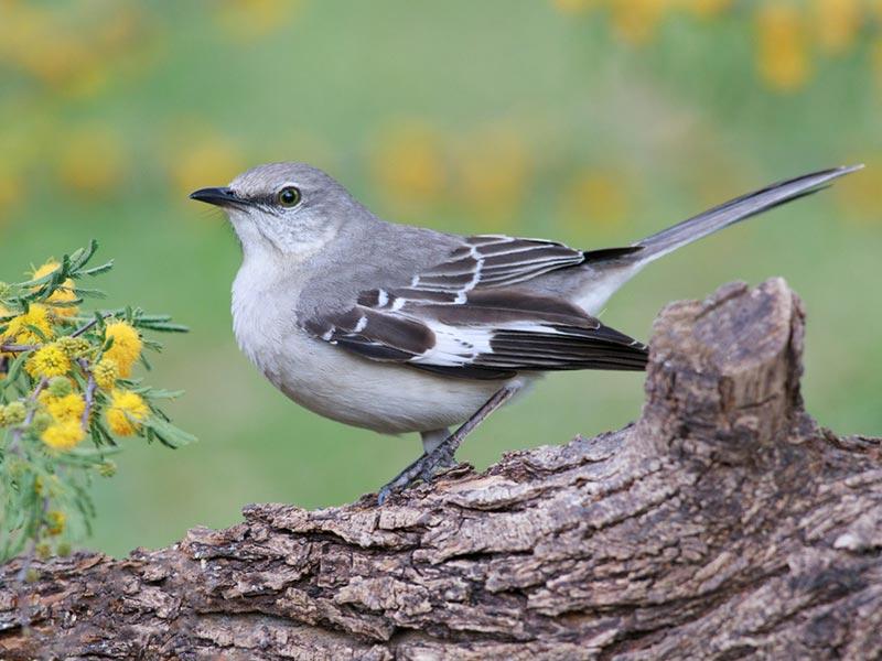 Mockingbird