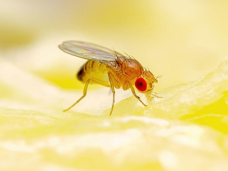 Fruit fly Fruit fly
