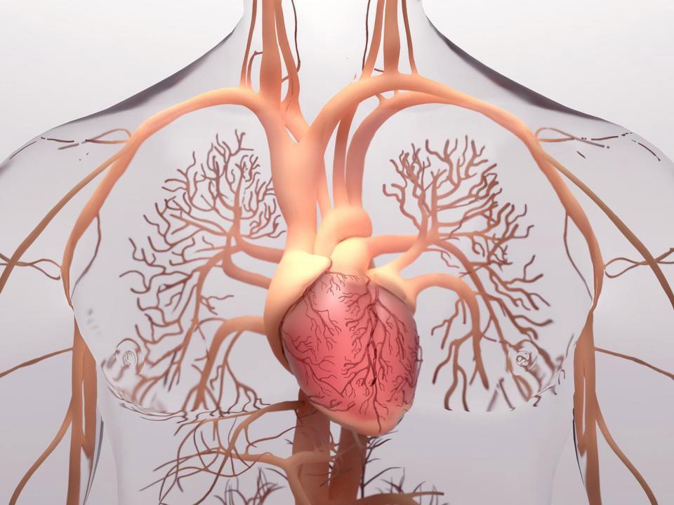 An interior view of the heart and blood vessels inside the human body. 