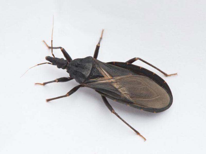 Kissing bug