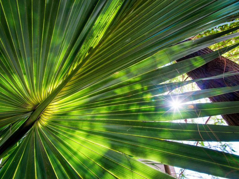 palm leaf palm leaf