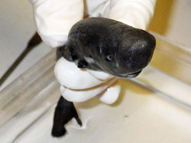 pocket shark