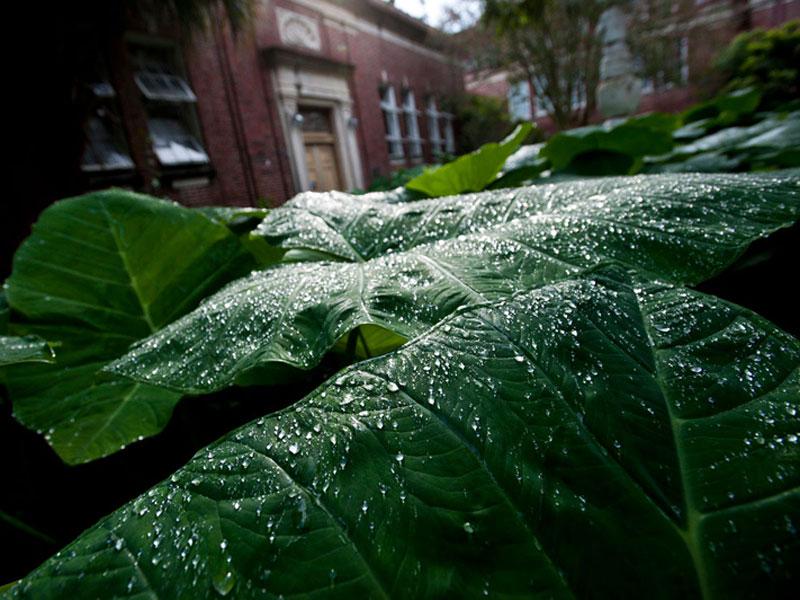 Rain drops on leaves