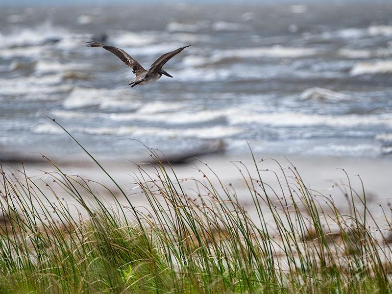 Gulf of Mexico