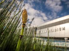 A patch of horsetail reeds adorns the plaza in front of Yulman stadium.