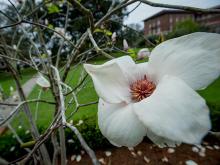 Japanese magnolias are blooming all over campus.