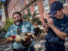 Rooster puts up a fight before his capture near Newcomb Hall.
