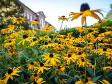 A walk through campus is suddenly brightened by the appearance of black-eyed Susans.