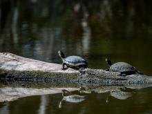 Aquatic turtles work hard to stay cool.