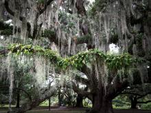 Air plants add character to the live oaks in City Park.