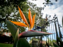Bird-of-paradise flowers are popping up all over campus.