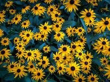 Black-eyed Susans spread smiles across the uptown campus.
