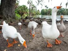 A group of ducks vie for a snack of bread crusts on Friday morning near Bayou Metairie in City Park.