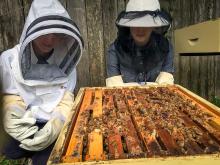 Tulane beekeeping