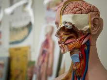 An anatomical model lets biology students see what lies beneath. 