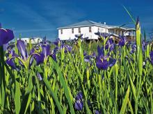 Irises near Pilottown