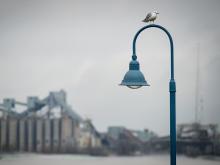 A seagull watches over The Fly from its perch near the river.