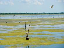 bird flies over wetlands