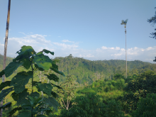 Rainforest in Ecuador