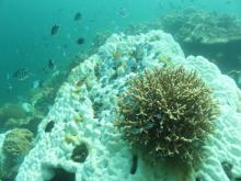 Coral Reef Bleaching