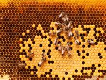 Bees on a honeycomb