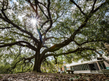 Tree in front of Mussafer Hall