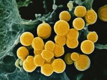 Staphylococcus aureus bacteria